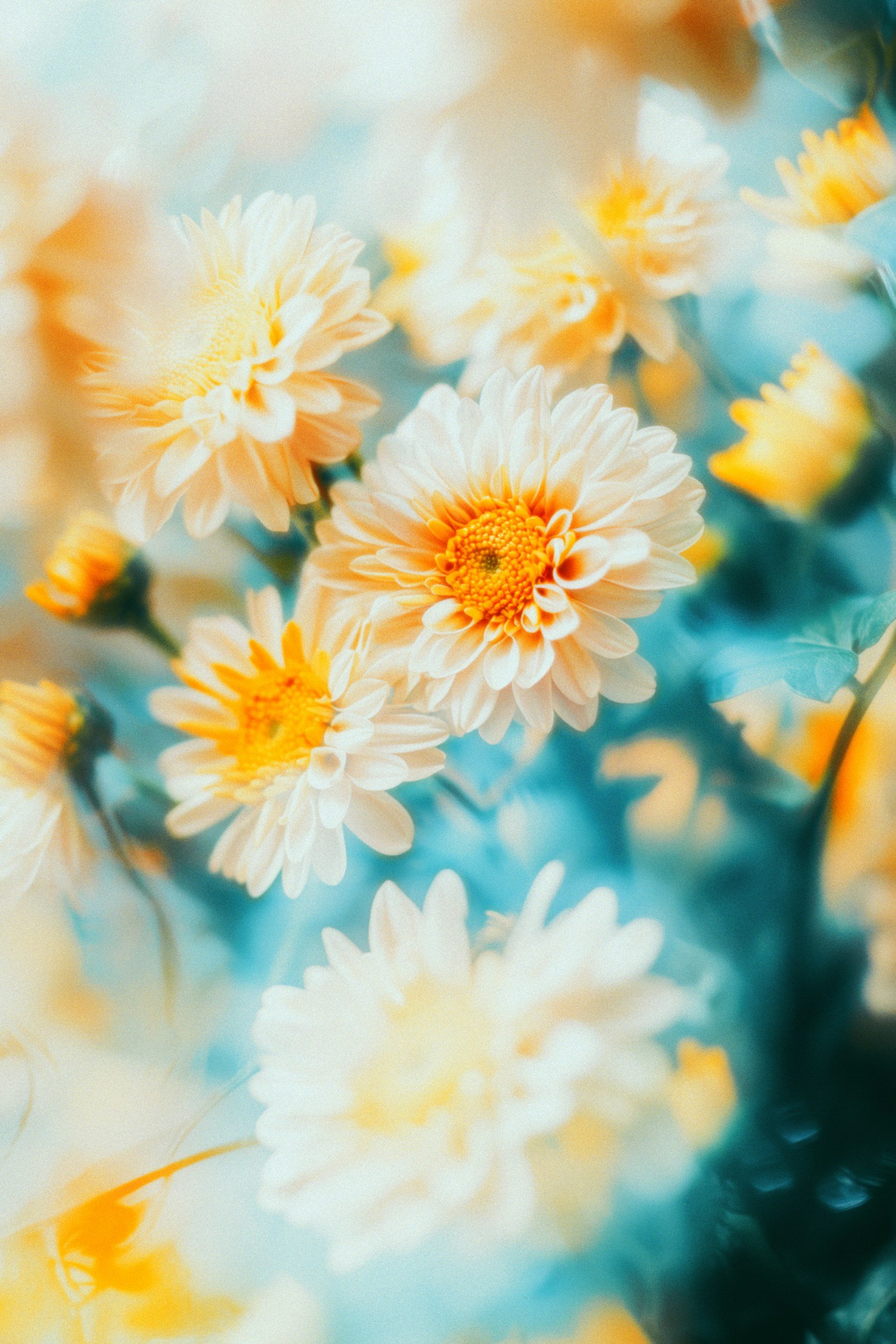 Soft blue and yellow flowers